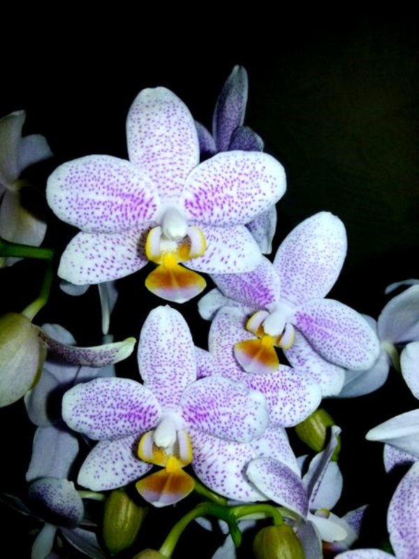 Phal. Zambia.jpg