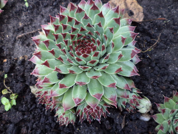 Молодило Sempervivum calcareum.jpg