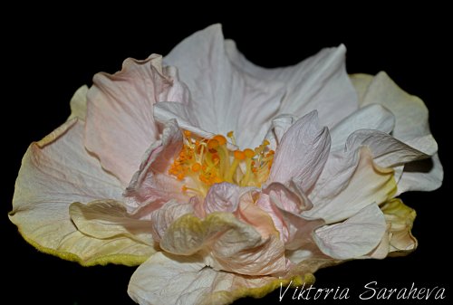 DSC_0097_500x337.jpg