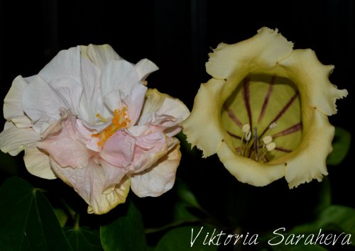 DSC_0102_500x354.jpg