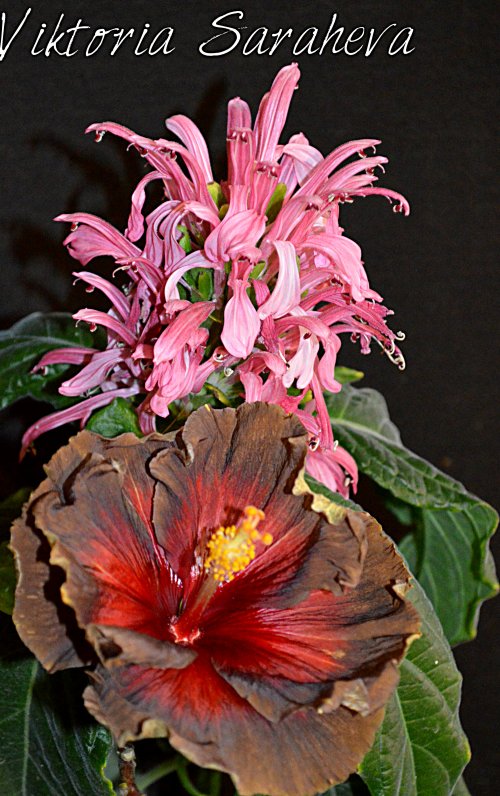 DSC_0692_500x796.jpg