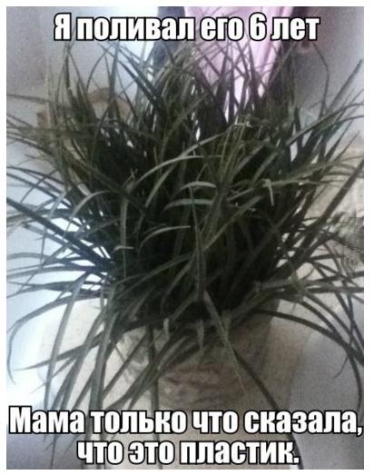 поливал цветок.jpg