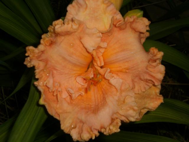 CIMG0003.jpg