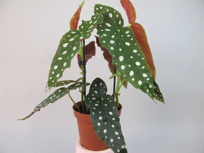 begonia_maculata.jpg