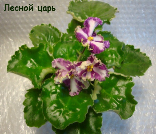 Лесной кат.jpg