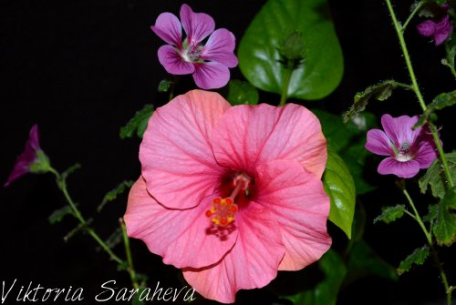 DSC_0018_500x335.jpg