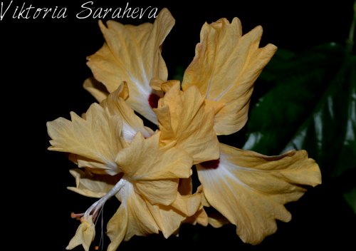 DSC_0072_500x352.jpg