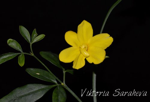 DSC_0064_500x340.jpg