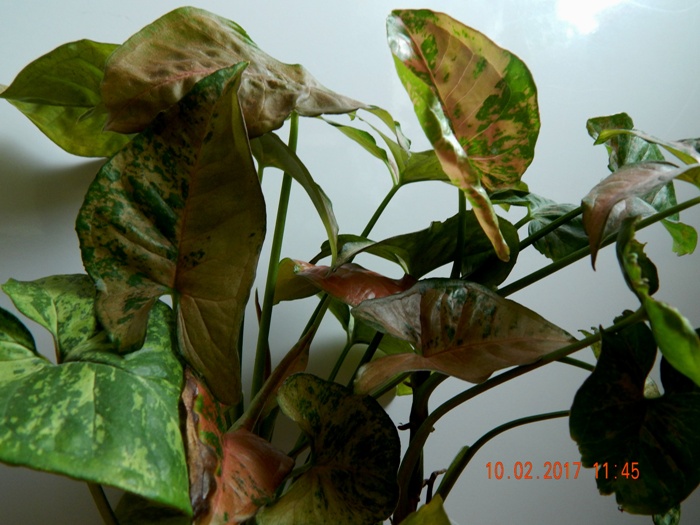 DSCN7463.JPG