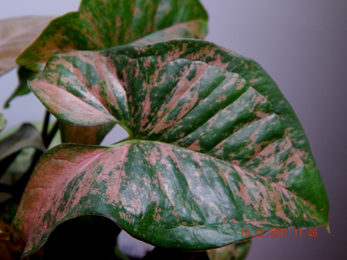 DSCN7464.JPG