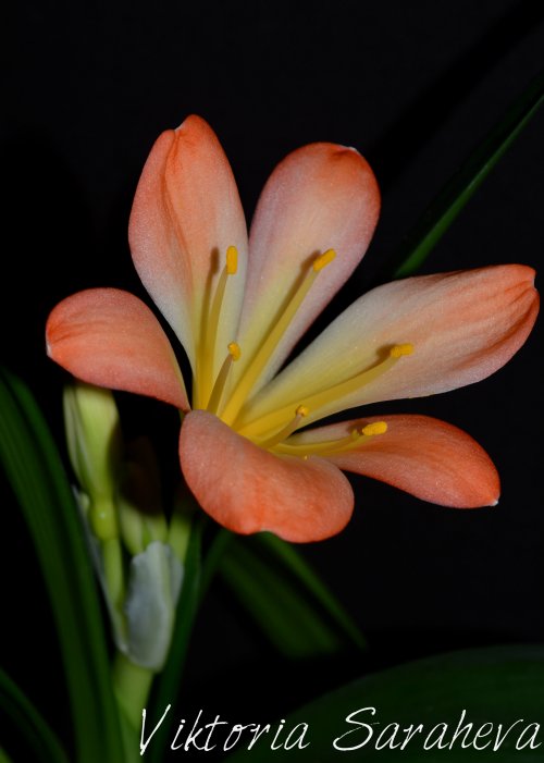 DSC_0115_500x701.jpg