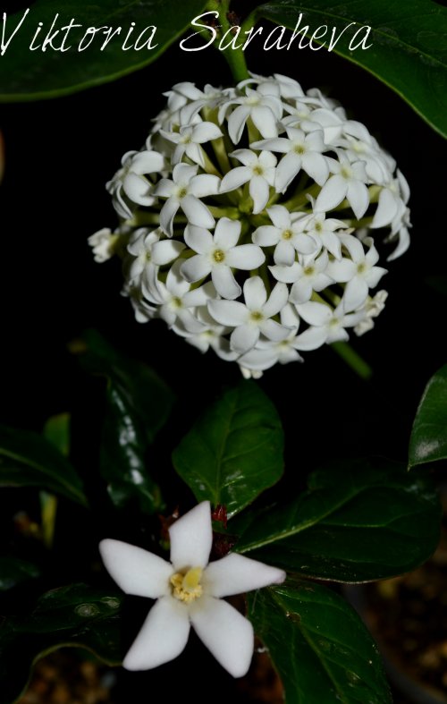 DSC_0100_500x787.jpg