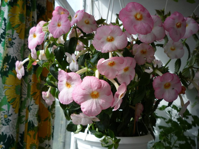 P1080042.JPG