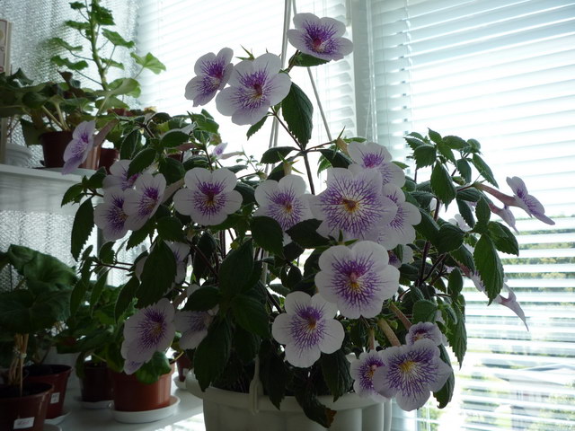 P1070431.JPG