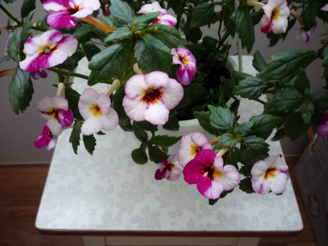 P1070757.JPG