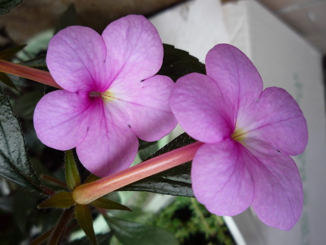 P1050311.JPG