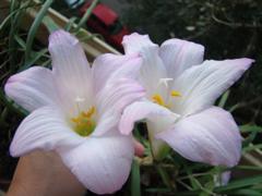 DSC09815_240.jpg