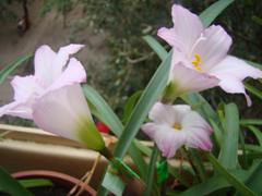 DSC09916_240.jpg