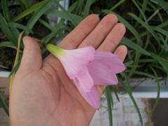 100_8588_240.jpg