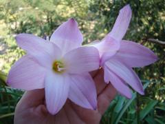 DSC09888_240.jpg