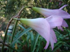DSC09891_240.jpg