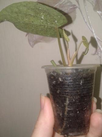 20170130_121129.jpg