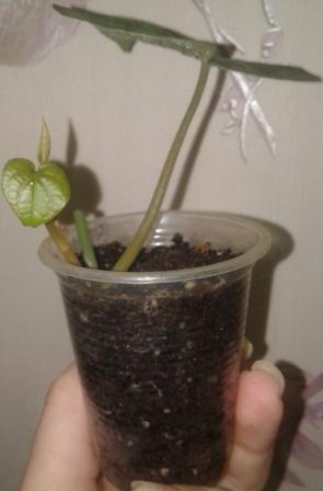 20170130_121132.jpg