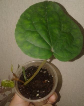 20170130_121137.jpg