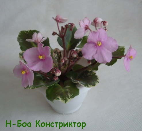 Н-Боа Ко кат.jpg