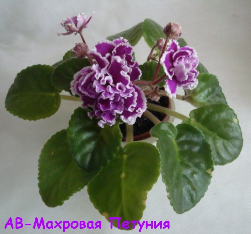 АВ-Махр пет кат.jpg