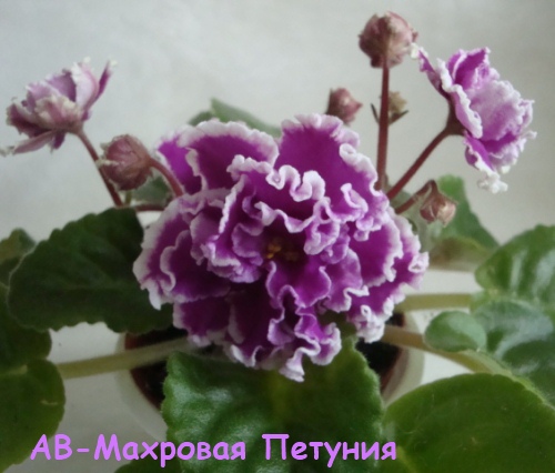 АВ-Махро пе кат 1.jpg