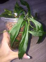 437204210_1_261x203_hoyya-mirabilis-zaporozhe.jpg