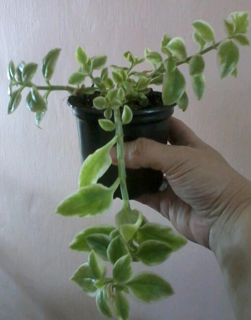 2017-02-20 14.15.31-1.jpg