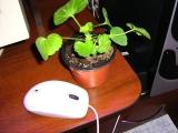 IMG_0441.JPG