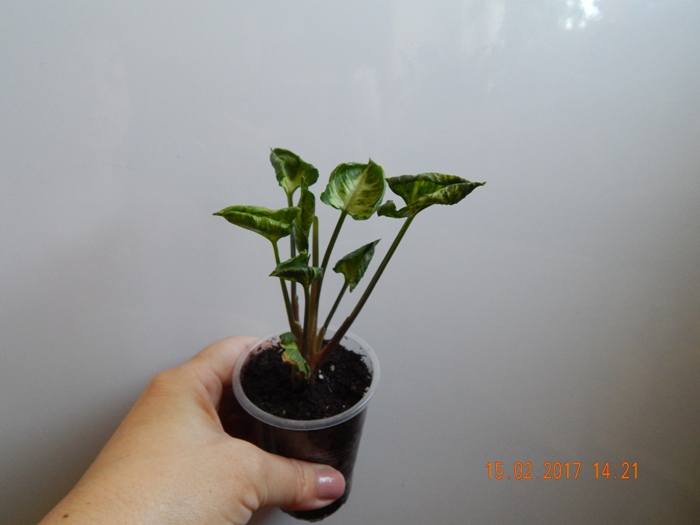 DSCN7480.JPG