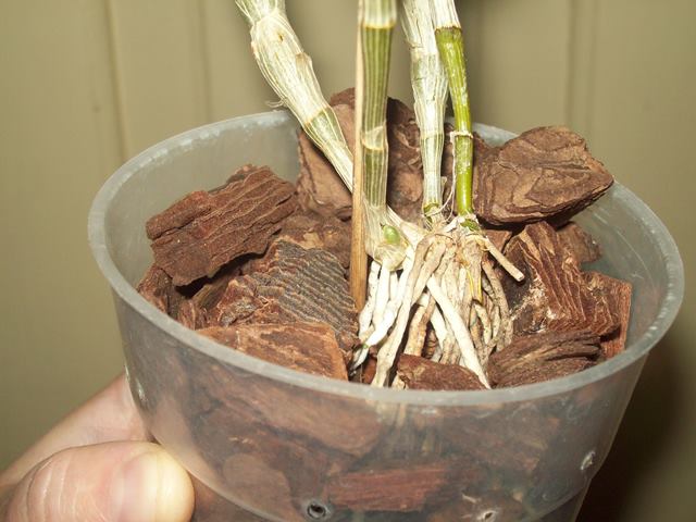 100_2033.JPG