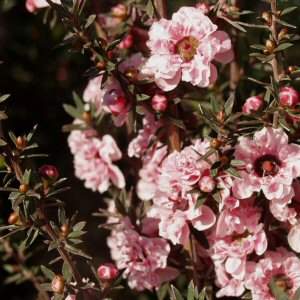 Leptospermum scoparium 'Apple Blossom.jpg