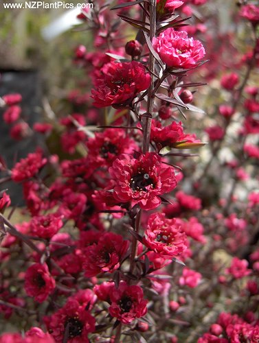 Leptospermum scoparium культивар Королева Бургундии.jpg
