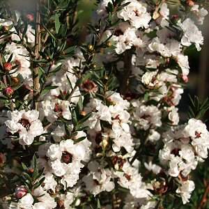 Leptospermum scoparium 'Snow White.jpg