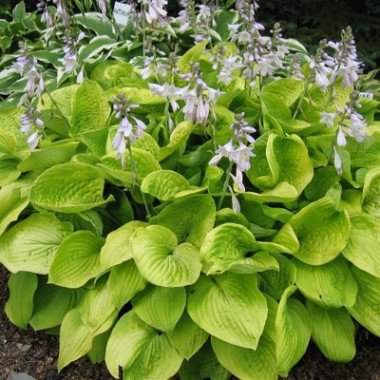 hosta-august-moon.jpg
