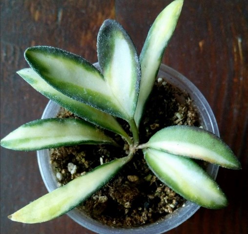 2017-02-27_123838.jpg
