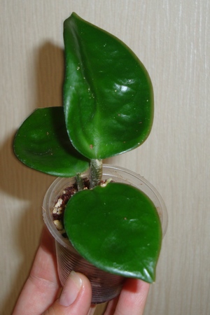 012_cr.jpg