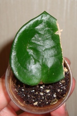 066_cr.jpg