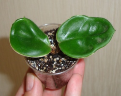 013_cr.jpg