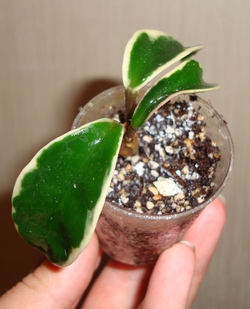 076_cr.jpg