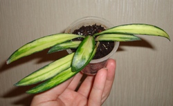 086_cr.jpg