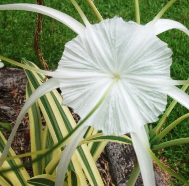 Hymenocallis-caribiaea-variegata.jpg