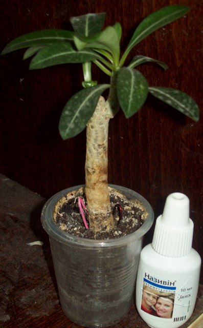 100_2045.JPG