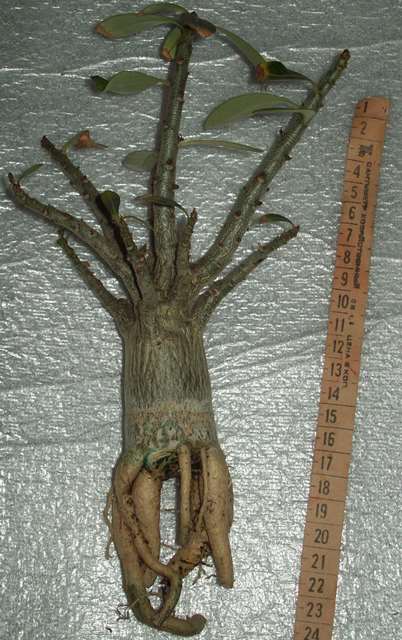 100_2044.JPG