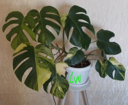 DSCN3128.JPG
